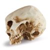 Modern Resin Skull Shaped Head Design Pots Head Model Decoration Flower Planter Props
