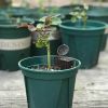 10Pcs Creative Plastic Fertilizer Bonsai Box With Lid Plant Supplies Fertilizer Baskets Nursery Pots