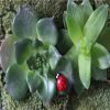 Japanese Groceries Seven Star Ladybird Micro Bonsai Multi Meat Ornaments Garden Decoration