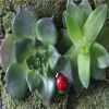 Japanese Groceries Seven Star Ladybird Micro Bonsai Multi Meat Ornaments Garden Decoration