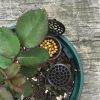 10Pcs Creative Plastic Fertilizer Bonsai Box With Lid Plant Supplies Fertilizer Baskets Nursery Pots